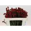 Kaaps Groen Tortum Red