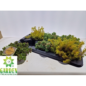 SEDUM GEM