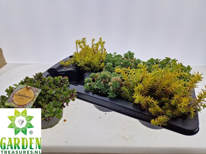 <h4>SEDUM GEM</h4>