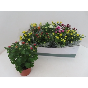 Chrysanthemum gemengd 6klr.