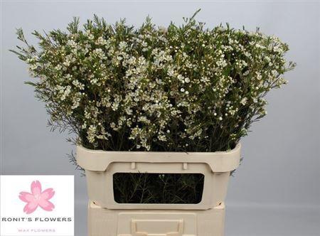 Chamelaucium Ofir White