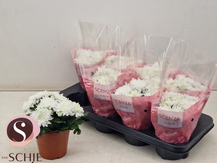 <h4>CHRYS CHR WHITE</h4>