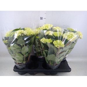 Hydrangea mac. 'Hovaria'