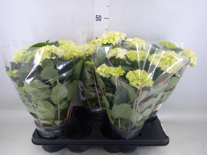 <h4>Hydrangea mac. 'Hovaria'</h4>