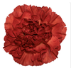 Dianthus St Alhambra