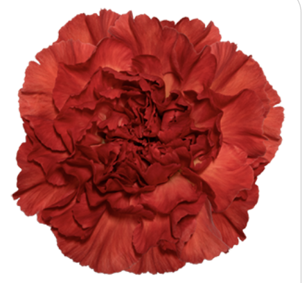 Dianthus St Alhambra
