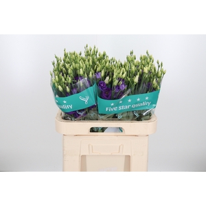 Eust G Rosita Blue