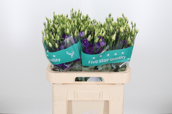 <h4>Eust G Rosita Blue</h4>