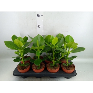 Clusia rosea 'Princess'