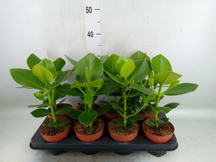 <h4>Clusia rosea 'Princess'</h4>