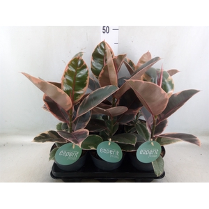 Ficus elastica 'Belize'