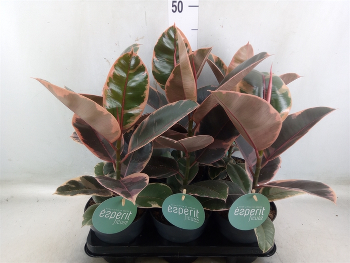 <h4>Ficus elastica 'Belize'</h4>