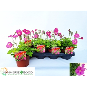 OXALIS BOW AMARANTHA