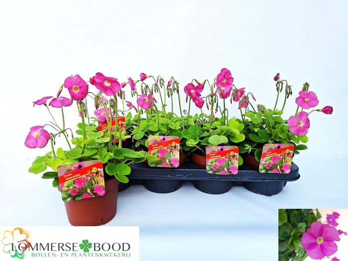 <h4>OXALIS BOW AMARANTHA</h4>