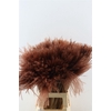 Dried Stipa Feather Brown P Stem