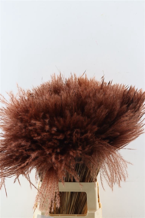 Dried Stipa Feather Brown P Stem