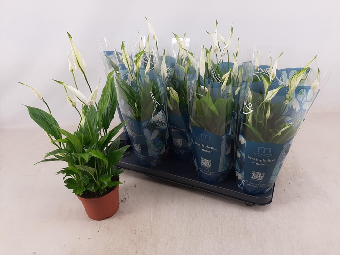 <h4>SPATH BELLINI</h4>