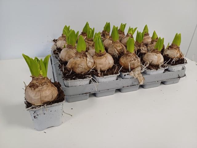 <h4>HYACIN WHITE PEARL</h4>