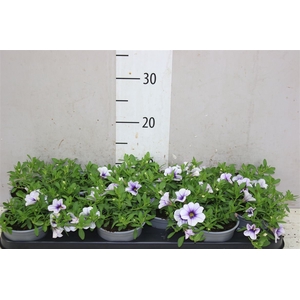 Calibrachoa Blue Vein