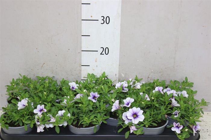 <h4>Calibrachoa Blue Vein</h4>