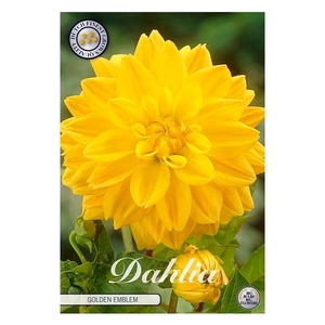 Dahlia Golden Emblem x1 l