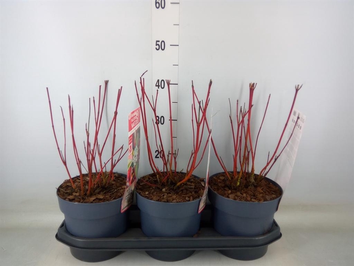 <h4>Heesters   ...mix          [Scrubs]</h4>