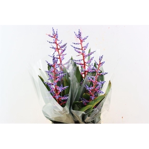 Aechmea Blue Rain