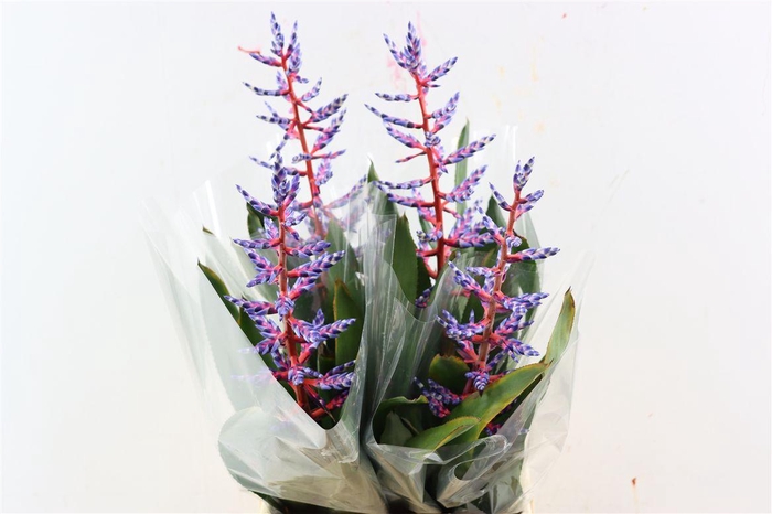 <h4>Aechmea Blue Rain</h4>