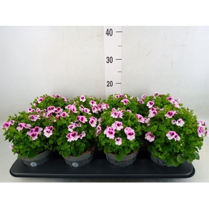 Pelargonium gran.   ..