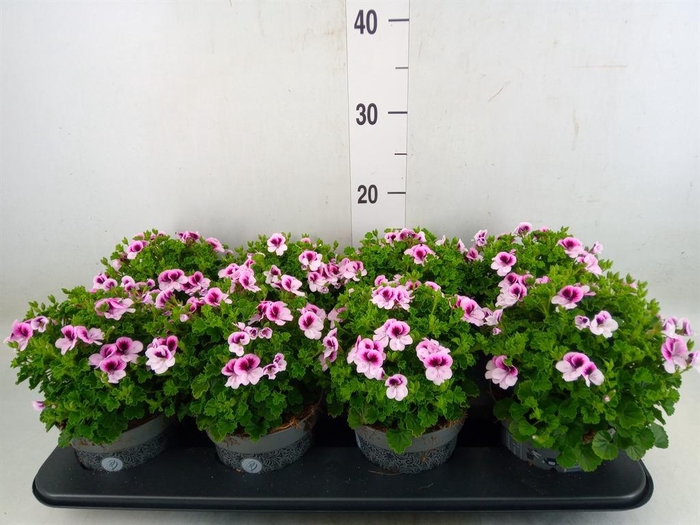 <h4>Pelargonium gran.   ..</h4>