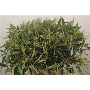 Euc Sa Amber Nut Per Bunch 250 Gram