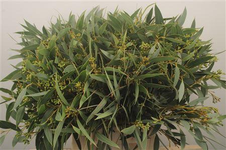 <h4>Euc Sa Amber Nut Per Bunch 250 Gram</h4>