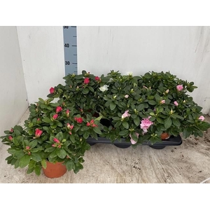 Rhodo Si Vogel Gem