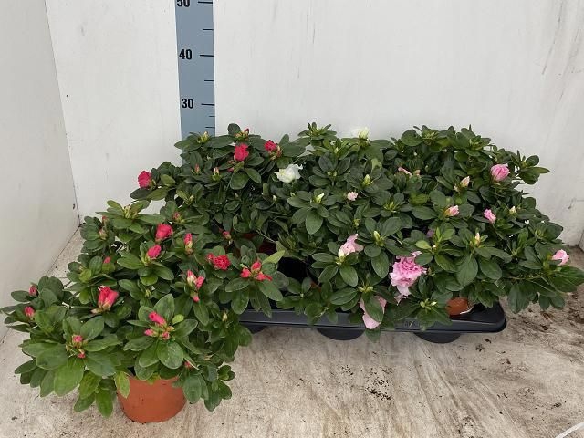 <h4>Rhodo Si Vogel Gem</h4>
