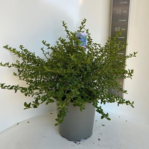 Ceanothus thyrsiflorus var. repens