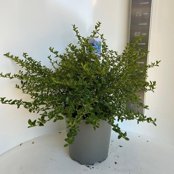 <h4>Ceanothus thyrsiflorus var. repens</h4>