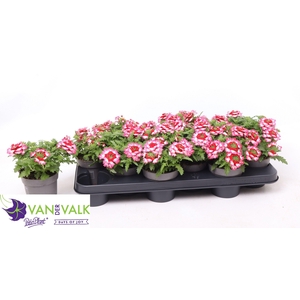 VERBE DRUMS RED SHAD