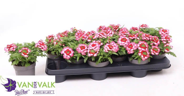 <h4>VERBE DRUMS RED SHAD</h4>