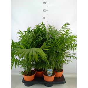 Chamaedorea elegans