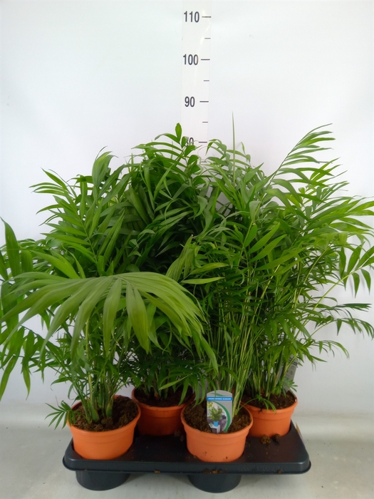 <h4>Chamaedorea elegans</h4>