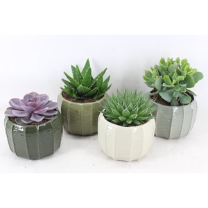 arr3 OV - Ker. Copenhagen x4