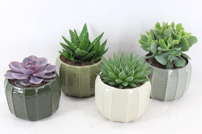 <h4>arr3 OV - Ker. Copenhagen x4</h4>