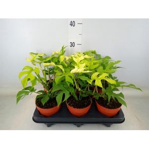 Rhaphidophora tetrasperma