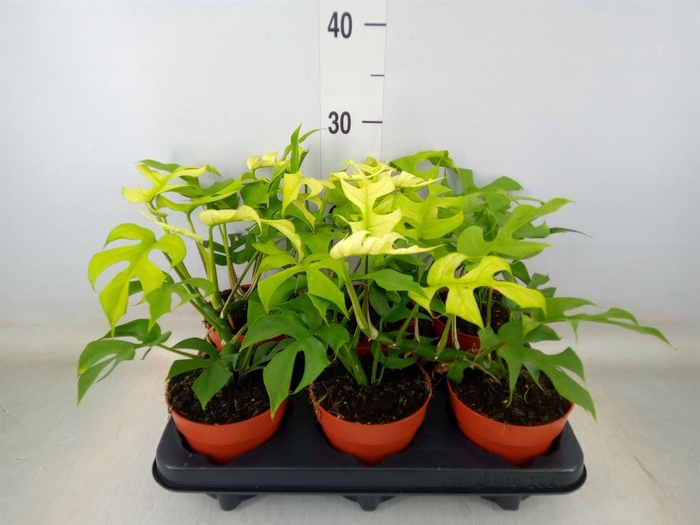 <h4>Rhaphidophora tetrasperma</h4>