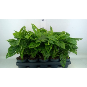 Monstera obliqua 'Leichtlinii'