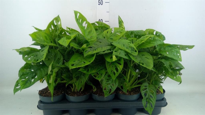 <h4>Monstera obliqua 'Leichtlinii'</h4>