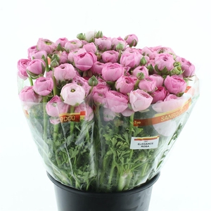 Ran El Sr Pink Super