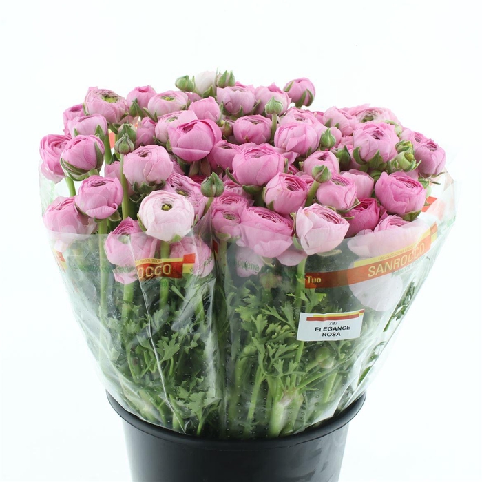 <h4>Ran El Sr Pink Super</h4>