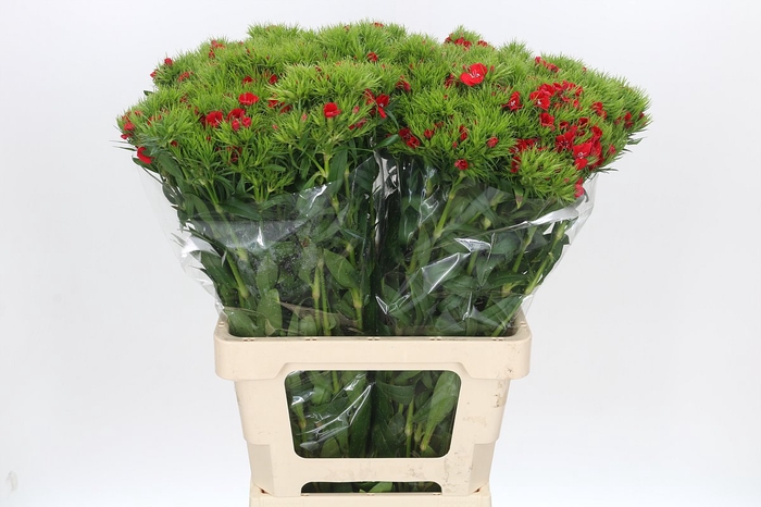 <h4>Dianthus Br Red Baron</h4>