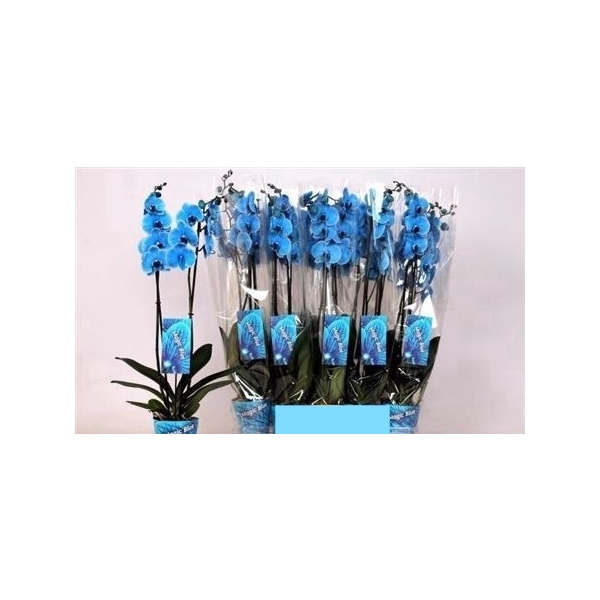 <h4>Phal Royal Blue 2 Branches 16+</h4>